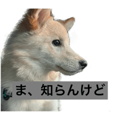 [LINEスタンプ] 犬がいる生活 Part1