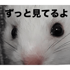 [LINEスタンプ] 新おもしろかわいい ハムスタースタンプ！