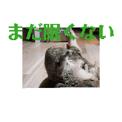 [LINEスタンプ] ミントと眠たい仲間たち