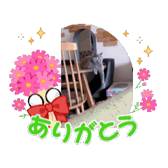 [LINEスタンプ] 3ニャンズやるにゃん