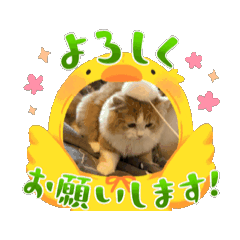 [LINEスタンプ] トムくんのスタンプ 第2弾