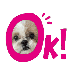 [LINEスタンプ] シーズー犬 よく使う日常スタンプ