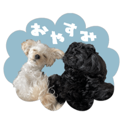 [LINEスタンプ] CONALUA♡Yorkiepoo  2