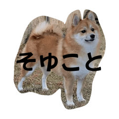 [LINEスタンプ] うちの犬による使えるスタンプ