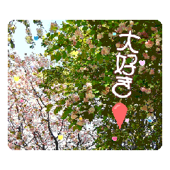 [LINEスタンプ] カワイイ動く桜スタンプ