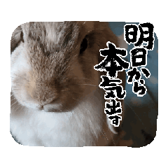 [LINEスタンプ] うさぎがんばれココ