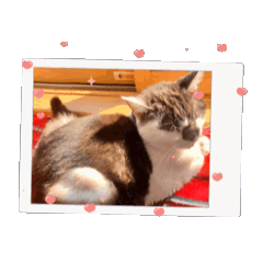 [LINEスタンプ] 猫のぶーちゃん♡