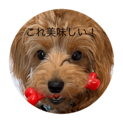 [LINEスタンプ] 犬スタンプ大集合！