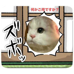 [LINEスタンプ] にゃんこ可愛いよ