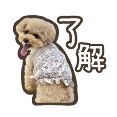 [LINEスタンプ] トイプードルのペロ