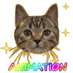 [LINEスタンプ] ネコのペロリ（アニメ）