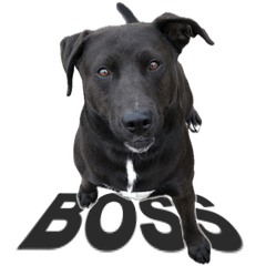 [LINEスタンプ] 愛犬のBOSS