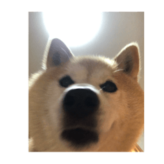 [LINEスタンプ] 柴犬はなちゃん16歳記念スタンプ