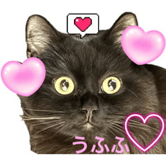 [LINEスタンプ] 黒猫 ルナ院長166にゃんめ