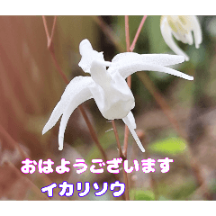 [LINEスタンプ] 多くの花が 一気に開く山野草で おはようを