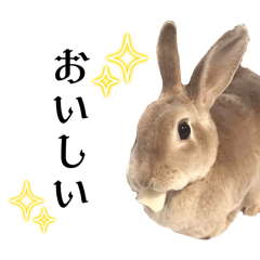 [LINEスタンプ] 日常使えるうさぎさんミニレッキス