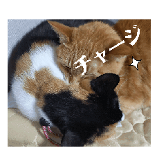 [LINEスタンプ] みこみこちゃっこ