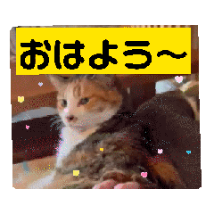 [LINEスタンプ] 保護猫カフェかくれ家3