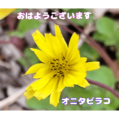 [LINEスタンプ] 初春の山野草で 『おはようございます』
