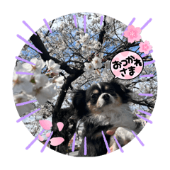 [LINEスタンプ] 愛犬チョコちゃんスタンプ3！