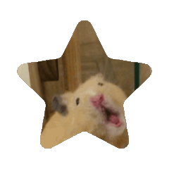 [LINEスタンプ] キンクマハムスターの動くスタンプ