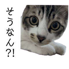 [LINEスタンプ] ケイとカイ 4