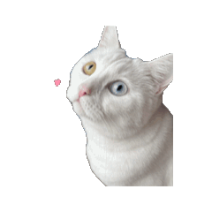 [LINEスタンプ] にゃんこはオッドアイ