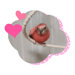 [LINEスタンプ] pipo pipipi