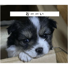 [LINEスタンプ] 犬スタンプ,