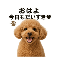 [LINEスタンプ] リアルなトイプードルの日常スタンプ♡
