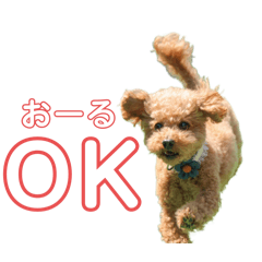 [LINEスタンプ] 毎日使える！がーくんスタンプ