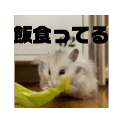 [LINEスタンプ] ぷぷとまろんのハムスタースタンプ！