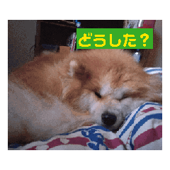 [LINEスタンプ] 動く！蘭とレオのスタンプ（文字あり）