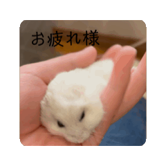 [LINEスタンプ] あたいのハムスターver2