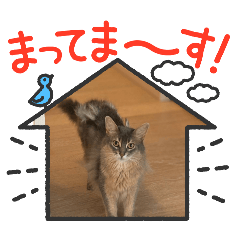 [LINEスタンプ] シフォンちゃん❤️