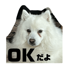 [LINEスタンプ] 日本スピッツのジェイ