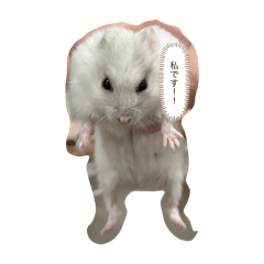 [LINEスタンプ] ハムの日常！