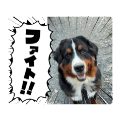 [LINEスタンプ] ジャックくんの日常！(バーニーズ)