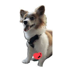 [LINEスタンプ] 世界一可愛い犬3あーちゃん