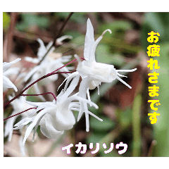 [LINEスタンプ] ご挨拶に 初春の山野草のお花を添えて