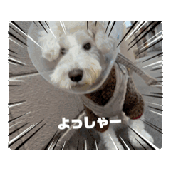 [LINEスタンプ] マルとのくらし4