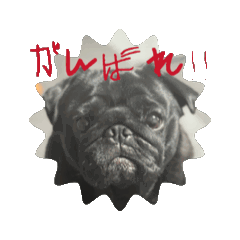 [LINEスタンプ] のりぞうだより