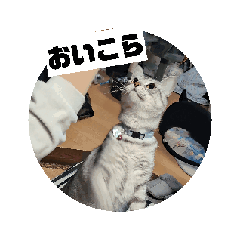 [LINEスタンプ] 動くにゃんず三兄弟