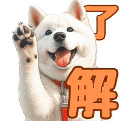 [LINEスタンプ] 白い北海道犬のかわいい挨拶♪