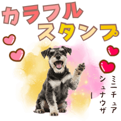 [LINEスタンプ] ミニチュアシュナウザーのカラフルスタンプ