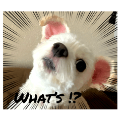 [LINEスタンプ] けぽてぃの日常 （犬）