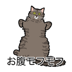 [LINEスタンプ] 猫あるある（キジ猫／長毛）