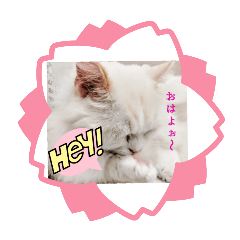 [LINEスタンプ] かわちぃ猫スタンプ