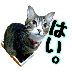 [LINEスタンプ] 敬語 写真猫すたんぷ