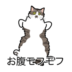 [LINEスタンプ] 猫あるある（白キジ猫／長毛）